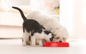 Little dog maltese and black and white cat eating food from a bo