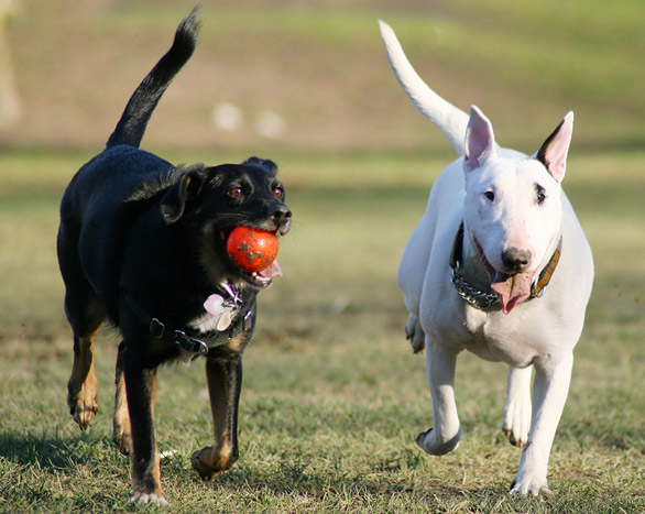 Pet Care Tips - MacTaggart Veterinary Clinic