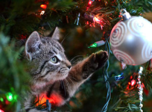 Pets and Decorations