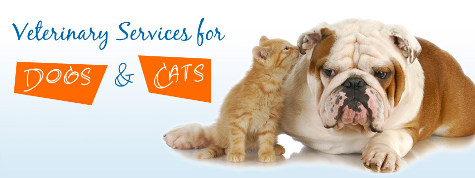 Edmonton Veterinary Services slide